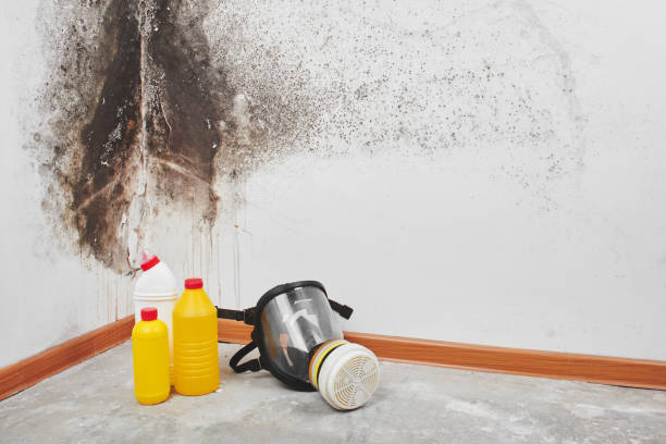 Mold Testing and Removal in Seminole, FL