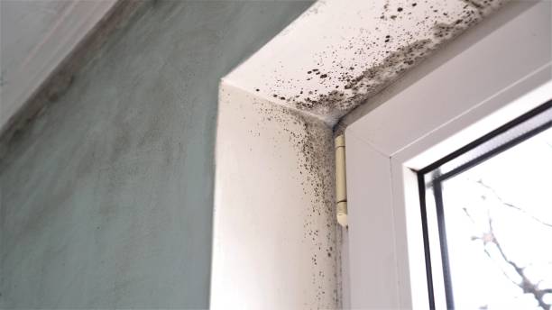 Best Mold Damage Repair  in Seminole, FL