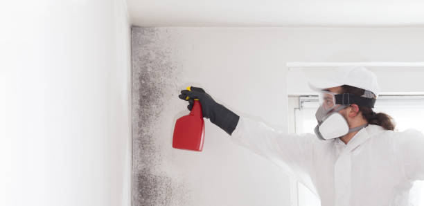 Best Attic Mold Removal  in Seminole, FL