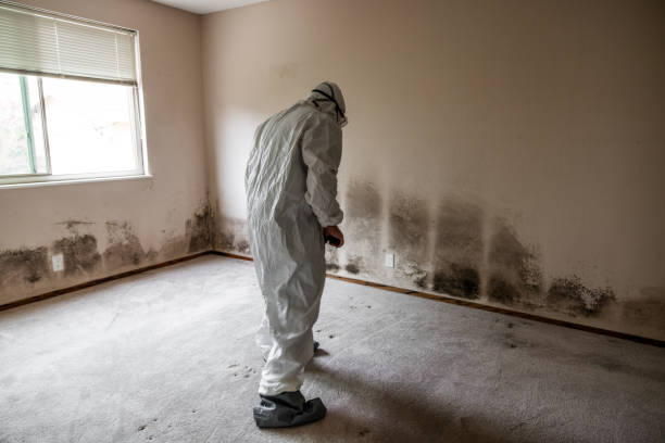 Best Mold Removal Process  in Seminole, FL