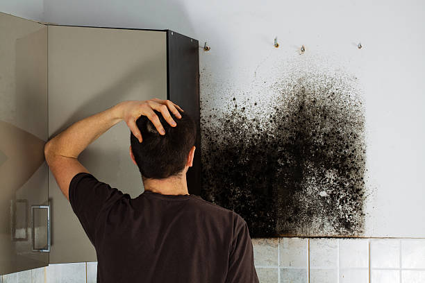 Best Mold Removal Process  in Seminole, FL